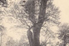 dijon-jardin-arquebuse-1910-peuplier-max