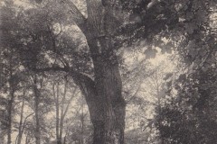 dijon-jardin-arquebuse-peuplier-1915-max