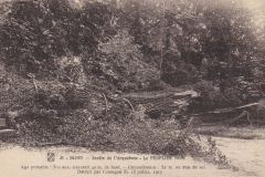 dijon-jardin-arquebuse-peuplier-tempete-1917-max